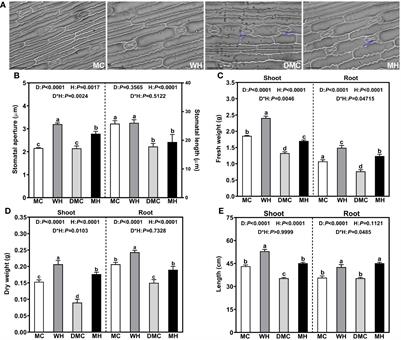 Sphingomonas sp. Hbc-6 alters physiological metabolism and recruits beneficial rhizosphere bacteria to improve plant growth and drought tolerance